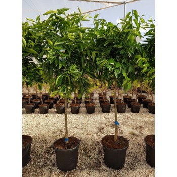 Mandarino 1/2 copa 15 lt